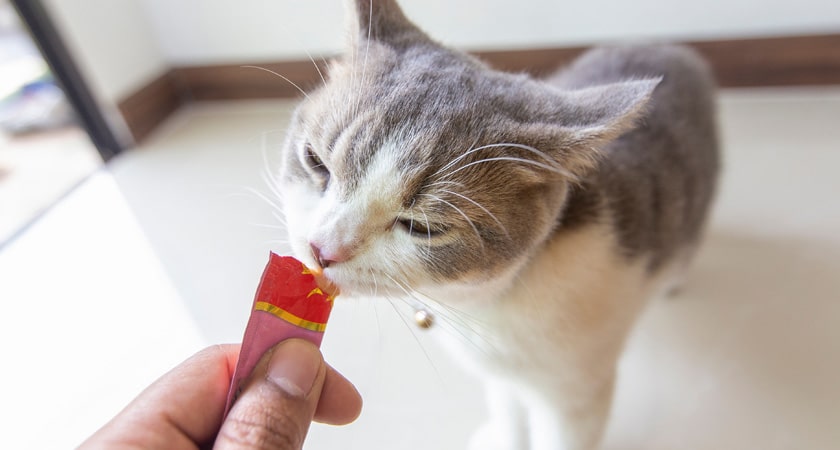 ¡1 SNACK CREMOSO DE GATO DE REGALO!